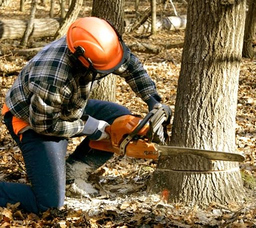 Tree Removal in Wentworth, SD